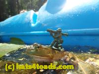 /home//u458753944/public_html/sourcegallery///Frogs/Bullfrogs 2016-08 Ontario/P8081404.JPG